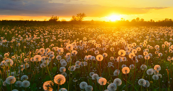 春天草原上土地王国草地美丽日落阳光花朵太阳农村阳光照射背景图片