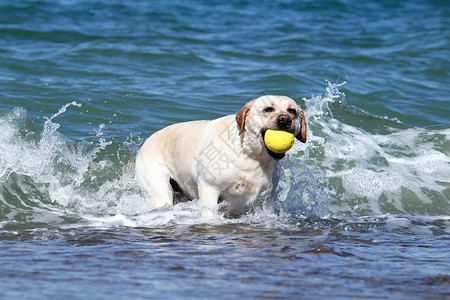 白色波浪一个黄色的拉布拉多人 带着玩具在海中游泳背景