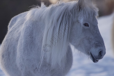 奥伊米亚康冬天的雅库特人马在雪雪中 是雅库特人马的品种动物鬃毛蓝色山脉卡片荒野马匹寒极小马场地背景
