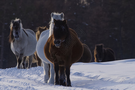 奥伊米亚康冬天的雅库特人马在雪雪中 是雅库特人马的品种马匹卡片便便动物冻结大腹蓝色荒野力量鬃毛背景