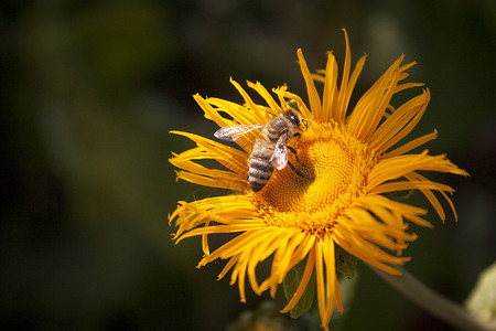 鲜花蜜蜂花蜜黄色绿色背景图片