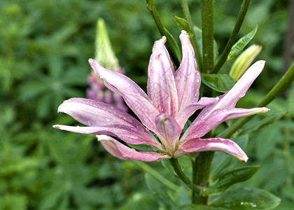 雨百合百合花和谐高清图片