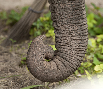 大象鼻子花洒靠近非洲大象树干背景
