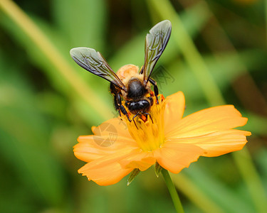 一个忙着喝花蜜的蜜蜂养蜂人花粉探测漏洞翅膀养蜂业眼睛花园昆虫金子背景图片