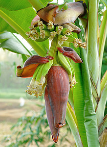 香蕉花粉厂工厂红色叶子树叶花瓣紫色颜色花头热带食物绿色背景图片