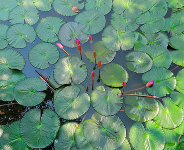 莲莲花或李丽花池塘植物花园公园阳光反射青蛙背景图片