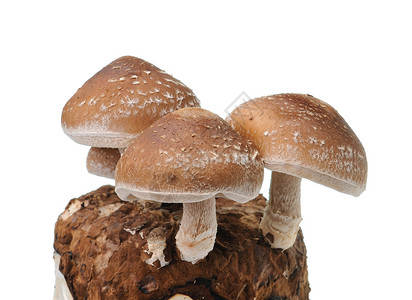 白色背景上孤立的蘑菇小吃食物卫生保健蔬菜生活节食美食宏观团体背景图片