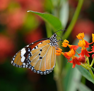 橙花上的蝴蝶橙子昆虫翅膀君主黄色花园向日葵绿色自然背景图片