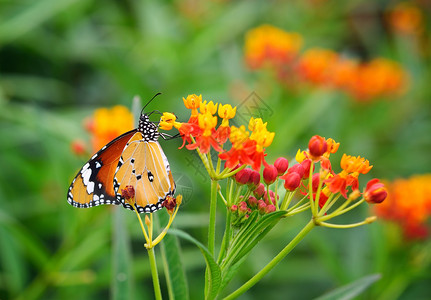 橙花上的蝴蝶花园自然昆虫翅膀向日葵绿色黄色橙子君主背景图片