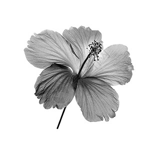 白色背景上孤立的黑白花和白白花花瓣花园植物群黑色植物背景图片