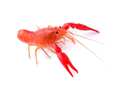白底红龙虾动物贝类红色熟食螃蟹龙虾美食海鲜营养白色背景图片