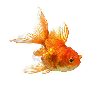 白底白底孤立的金金鱼运动海洋水族馆尾巴橙子宠物鲤鱼鱼缸动物金鱼热带高清图片素材