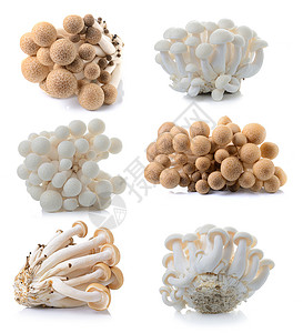 白灰色背面隔离的棕褐色 beech 蘑菇和白色蘑菇高清图片