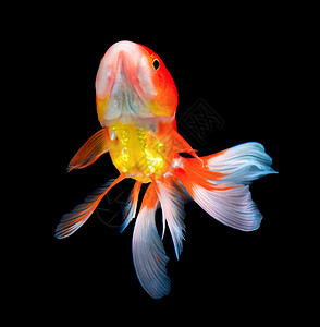 黑色金鱼动物白色尾巴宠物金子橙子红色热带运动游泳高清图片