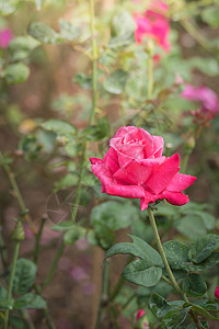 花园里的玫瑰花日光树叶玫瑰花瓣情人绿色植物群粉色背景图片