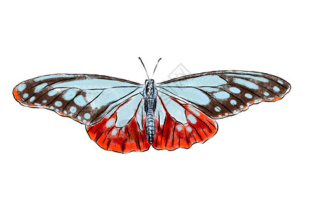 手绘翅膀素材美丽的蝴蝶在白色背景上被隔离 真实的手绘图解 昆虫收集蓝色飞行移民触角航班脆弱性翅膀绘画天线害虫背景