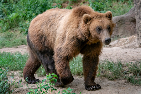 布朗熊阿拉斯加州危险高清图片