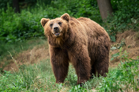 布朗熊食肉动物毛皮高清图片