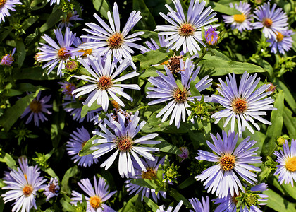 美丽的花朵美甲白紫色季节花粉幸福花园喜悦野花园艺雌蕊植物群背景图片