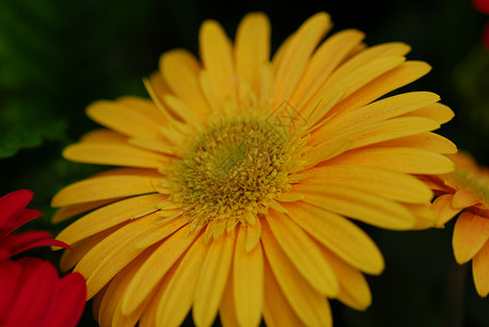 黄色的雪贝拉花朵植物群花朵花瓣园艺背景图片