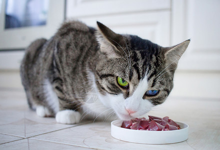 有多色眼睛的宠猫食用喂养碗的食物猫咪高清图片素材