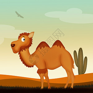 仙人掌和骆驼沙漠中的骆驼动物绿洲荒野插图日落单峰干旱哺乳动物卡通片驼峰背景