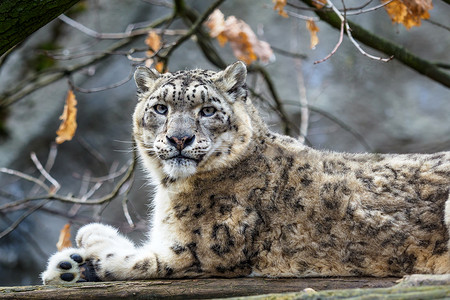 珍贵雪豹雪豹  伊尔比斯濒危捕食者黑色力量白色豹属动物食肉眼睛荒野背景