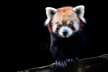腹黑小熊猫被黑背隔离的红熊猫肖像棕色木头荒野富根公园黑色动物哺乳动物毛皮红色背景
