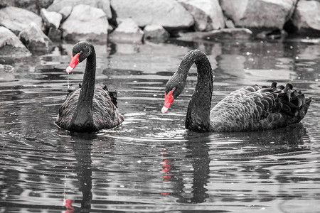两只黑天鹅在水中 黑白图像带有选择性色化 - 红嘴高清图片