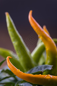 特写橙辣椒工厂农业花园园艺香料水果胡椒宏观农场植物叶子生的高清图片素材