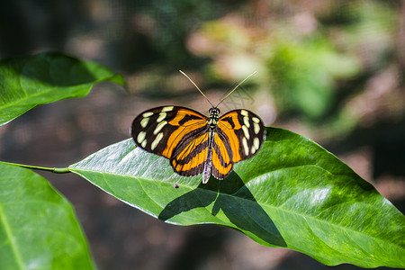 乳色斑点的蝴蝶背景图片