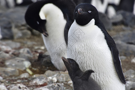 南极洲的企鹅野生动物寒冷嵌套支撑生存小鸡群居殖民地背景图片