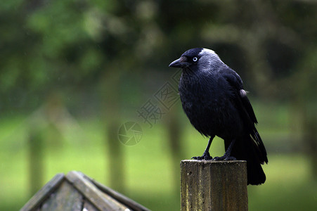 头目羽毛乌鸦黑色野生动物背景图片