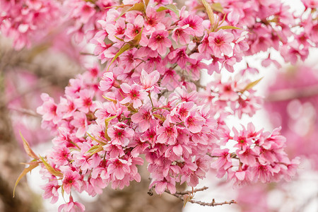樱花花植物群白色季节叶子柔软度樱花花瓣公园花园粉色高清图片