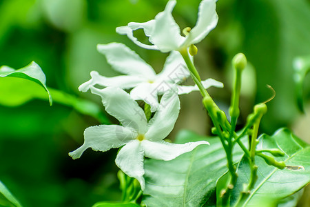 花园里的茉莉花紧贴在一起花草花瓣植物芳香微距香味白花树叶气候化妆品背景图片