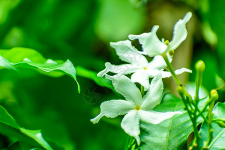 花园里的茉莉花紧贴在一起植物灌木热带香气植物学微距芳香气候香味摄影背景图片