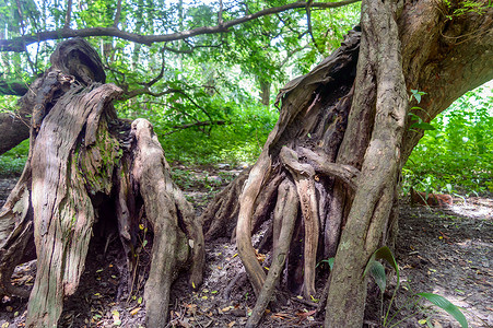 大老树干丛林环境热带木头生长风景棕褐色植物苔藓森林高清图片