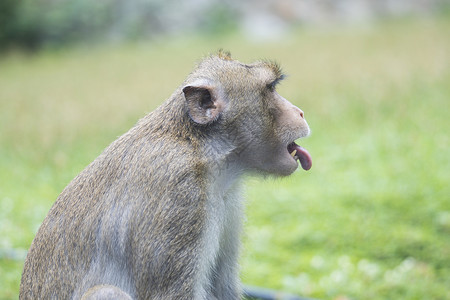 舌舌尖露出猴子的肖像 泰国背景图片