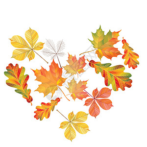 橡子色彩多彩的秋叶之心与白色背景隔绝 简单的卡通平板风格 矢量插图季节生态花园绘画橡木橙子植物群植物学森林标本馆插画