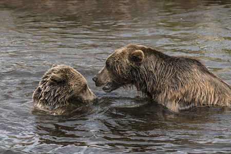 两只棕熊在湖里玩高清图片