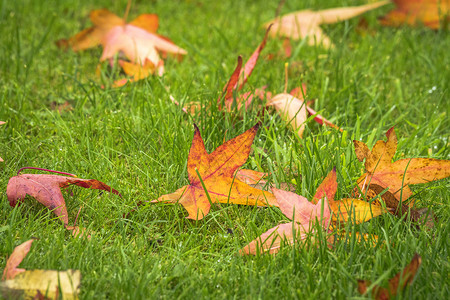 秋天枫叶上的绿色法则背景图片