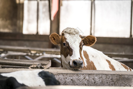 白色和棕色的奶牛 在马棚里奶制品高清图片素材