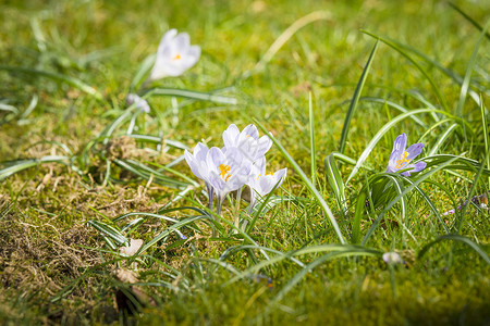 春日的白花朵绽放高清图片素材
