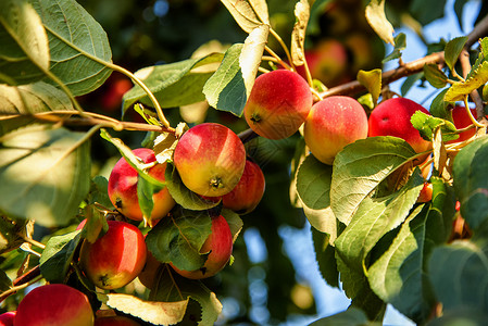小苹果生长在花园的树枝上农业食物红色树叶植物绿色叶子浆果背景图片