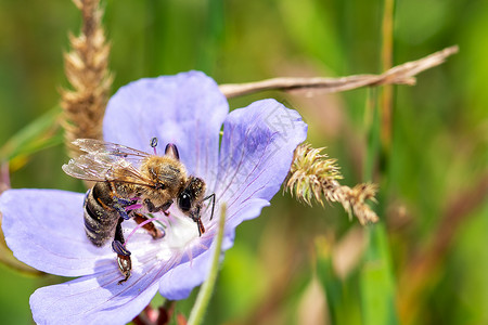 花上蜜蜂 插花结花 宏观花园黄色花瓣紫色绿色花蜜蜂蜜飞行动物粉色背景图片