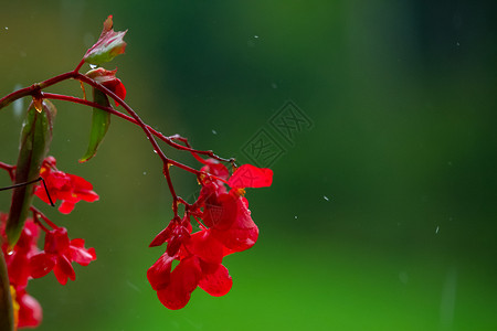 雨中绿色背景的红色不耐热的花朵 与世隔绝脆弱性宏观地毯树叶水滴菜鸟雨滴紫色园艺绿色植物背景图片