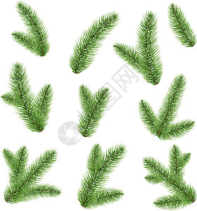 松树透明素材法老的树枝松树叶子白色绿色植物问候语针叶插图季节宏观插画