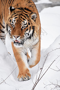 阿穆尔河冬季雪中西伯利亚老虎的近距离肖像野生动物动物警报捕食者哺乳动物鼻子荒野白色天气手表背景