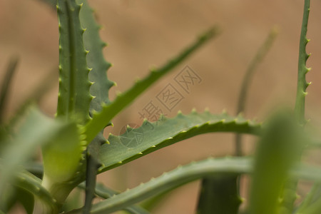 Aloe 单向芦荟科植物绿色脂肪异国情调背景图片