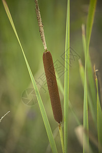 池塘草沼泽芦苇香蒲农村农业植物科生物背景图片
